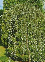 Salix Caprea - Goat / Pussy Willow